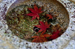 澄み切った水に落ちた秋