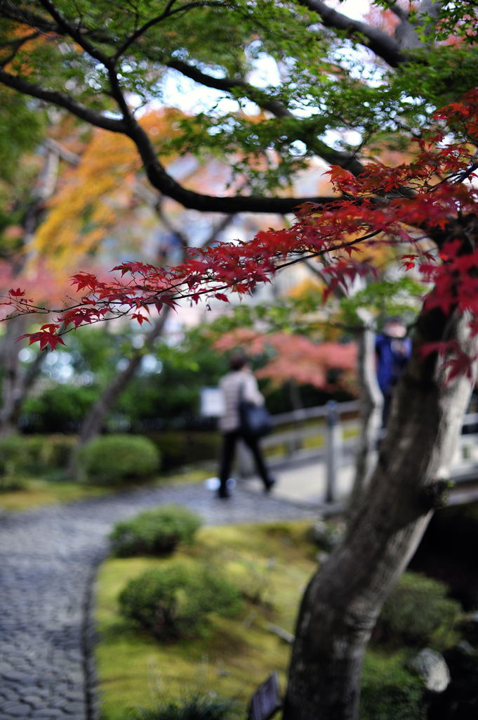 紅葉20