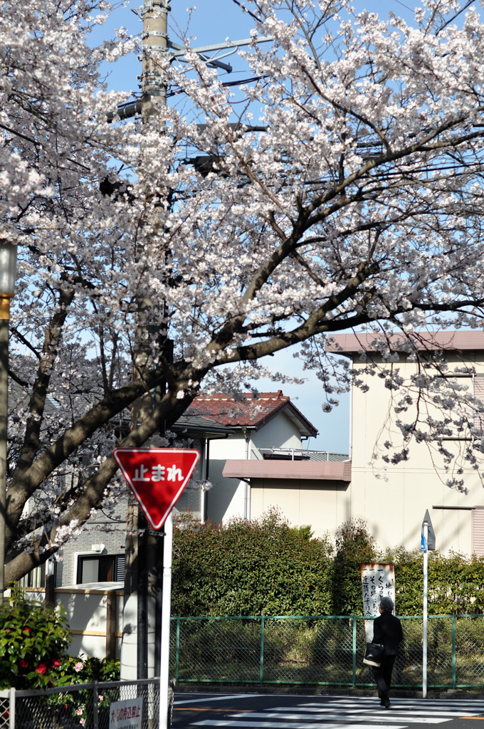 クルマも風も止まれ