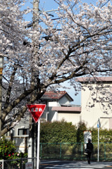 クルマも風も止まれ