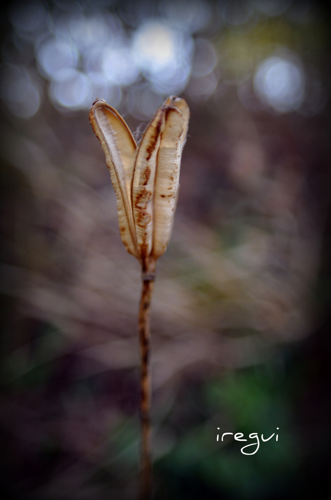 散歩の途中で１