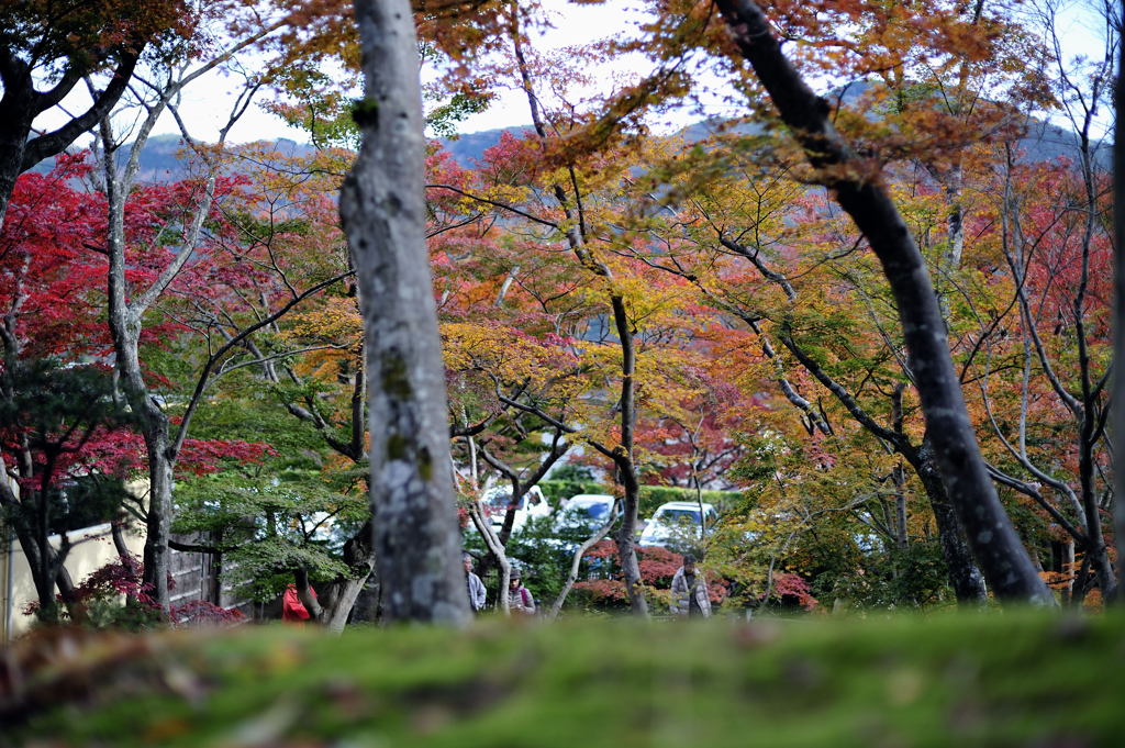 紅葉18
