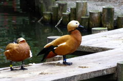 野毛山動物園２