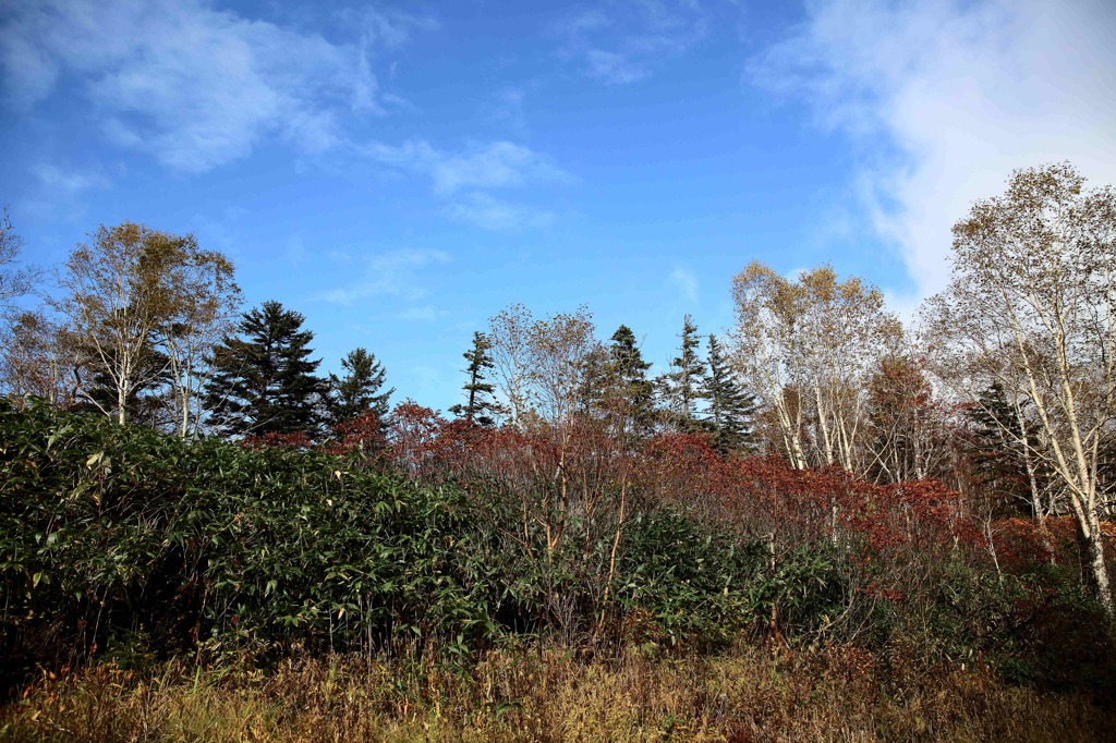 北海道・富良野・層雲峡・紅葉