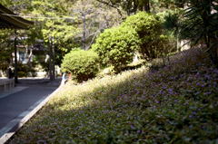 ひだまりに咲く花