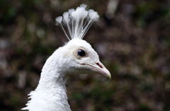 野毛山動物園４