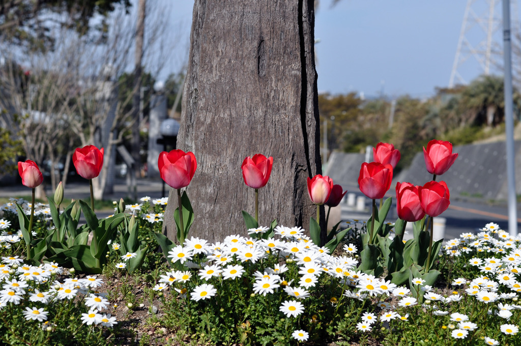 サクラだけじゃないぞ