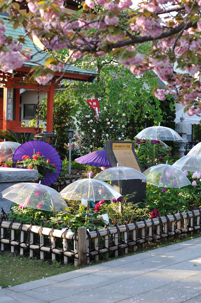 龍華寺　牡丹Ⅳ