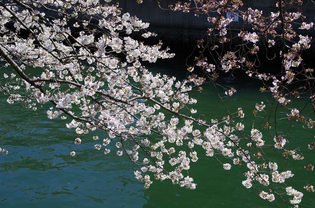 大岡川桜