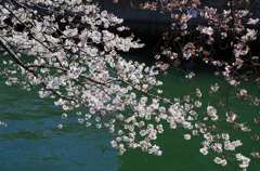 大岡川桜