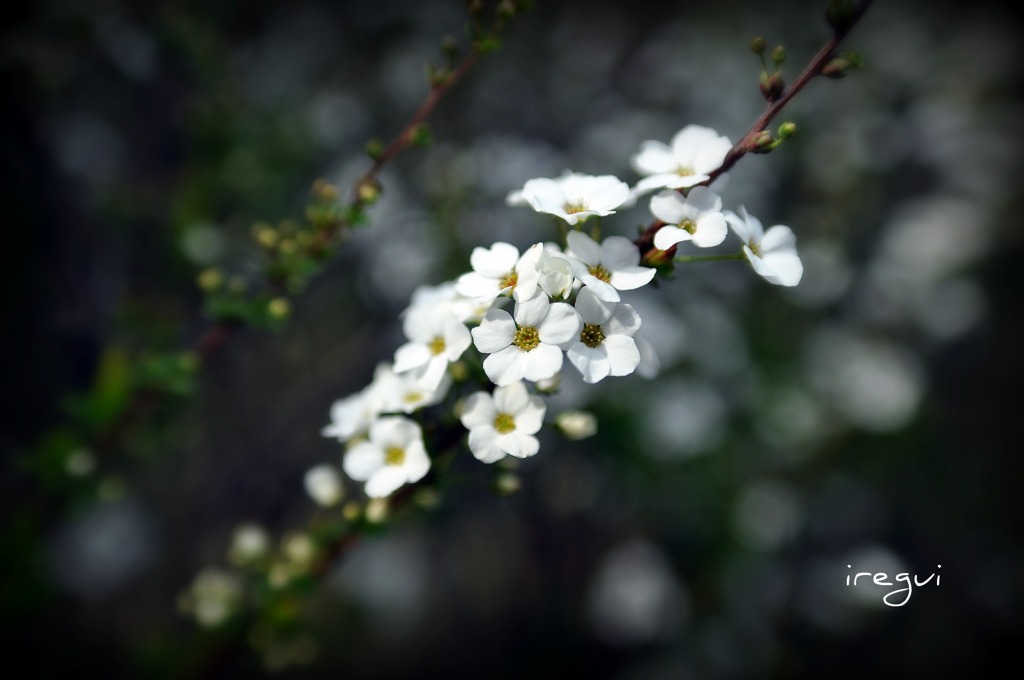 白くキレイな花
