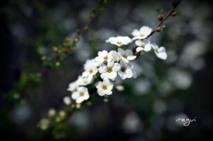 白くキレイな花