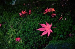 箱根美術館紅葉