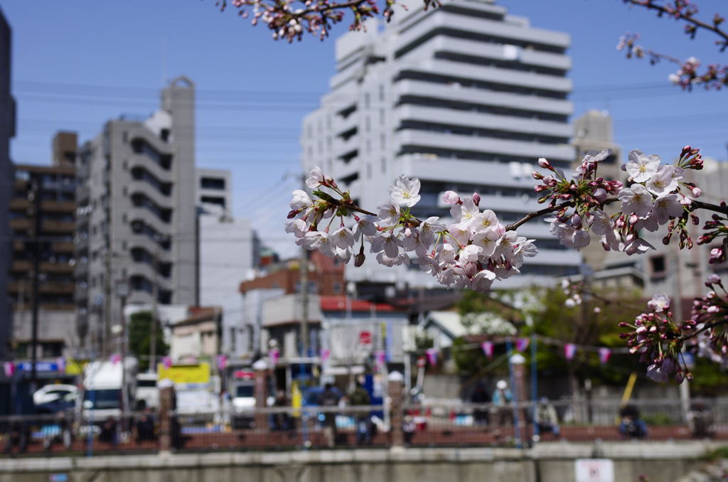 大岡川11