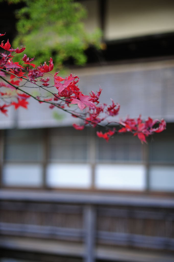 紅葉26