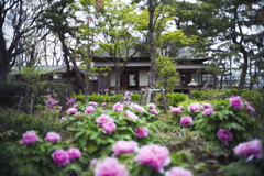 伊藤家牡丹