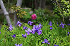 龍華Ⅱ