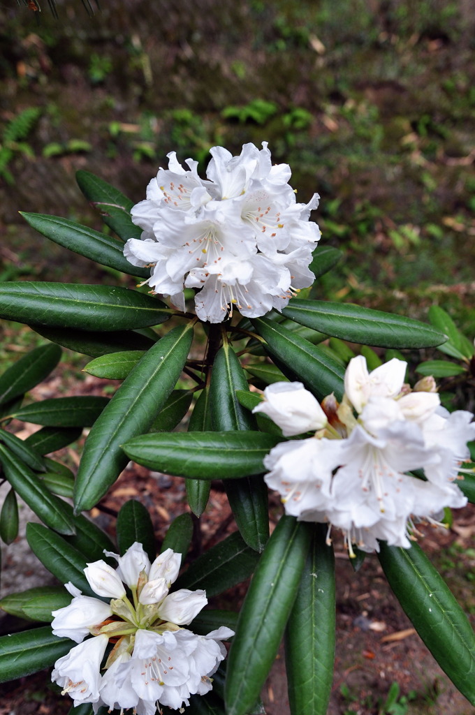 円覚寺に咲いていた花