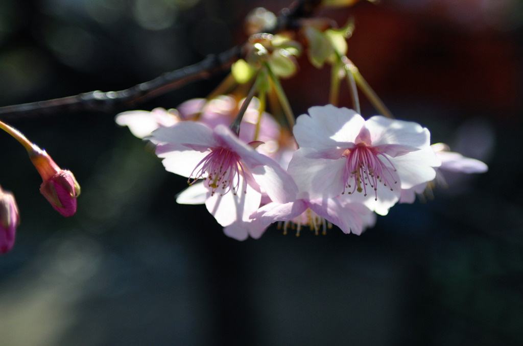 新しい季節のはじまり２