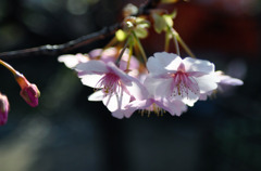 新しい季節のはじまり２