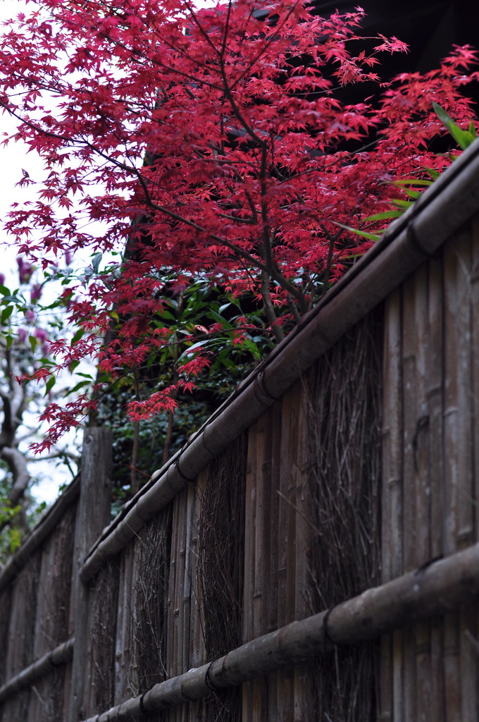 紅葉のように綺麗です。