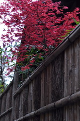 紅葉のように綺麗です。