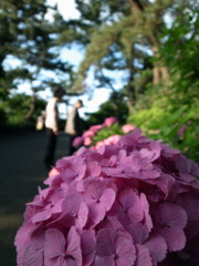 アジサイを見る老夫婦