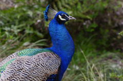 野毛山動物園１