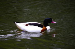 野毛山動物園３
