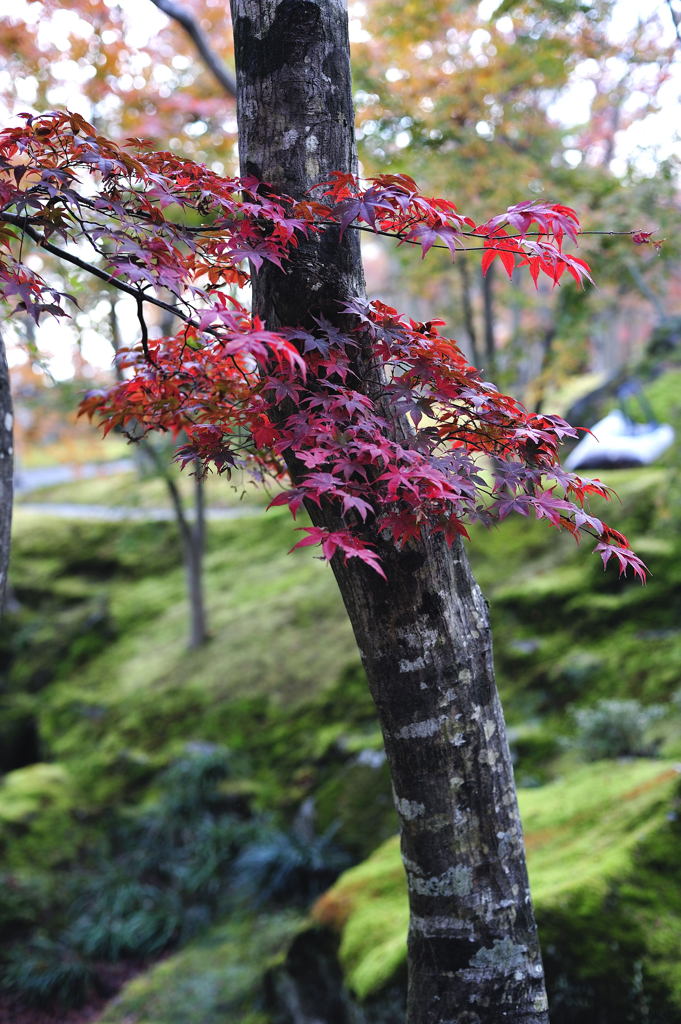 紅葉24