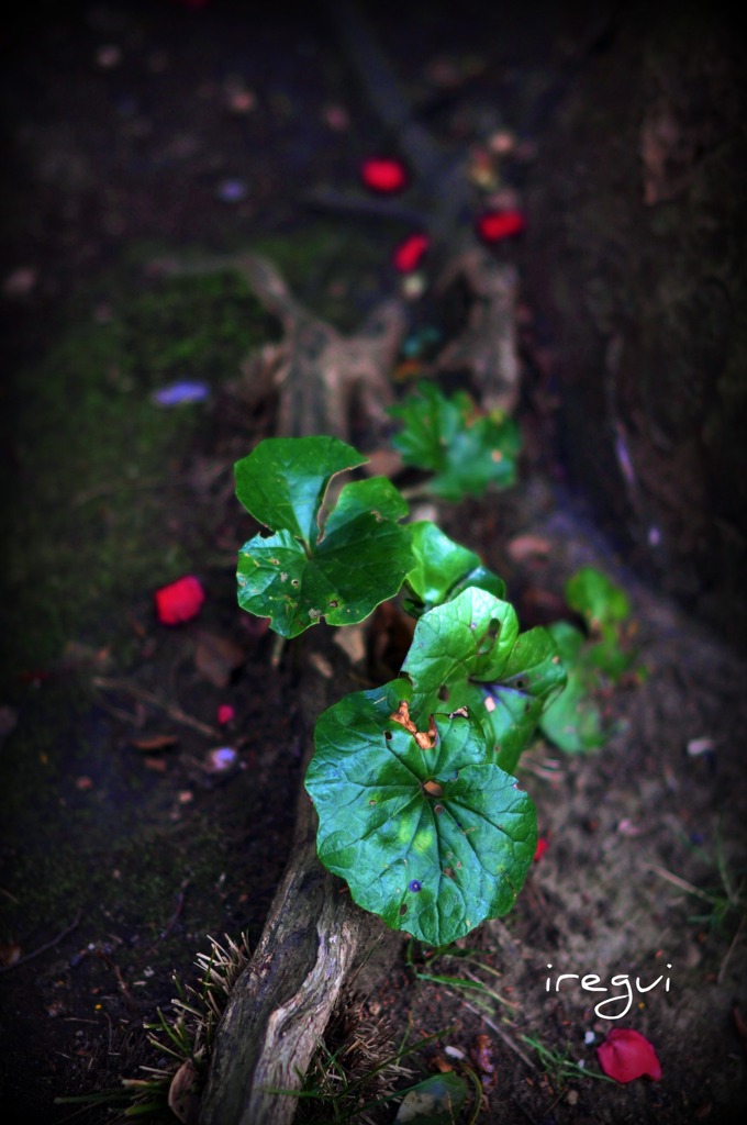 緑と赤のコントラストがキレイで･･･