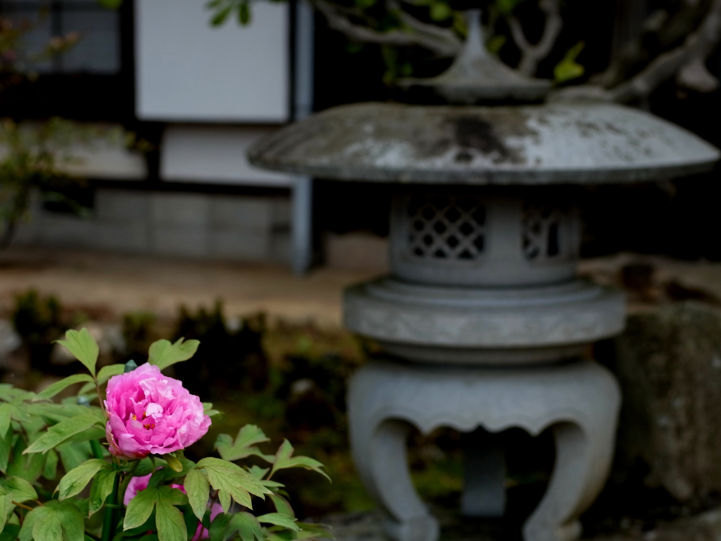 萬勝院　牡丹灯篭