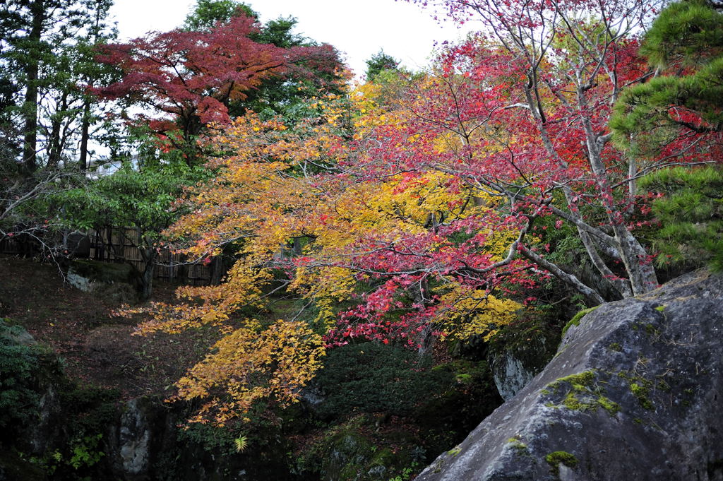 紅葉７