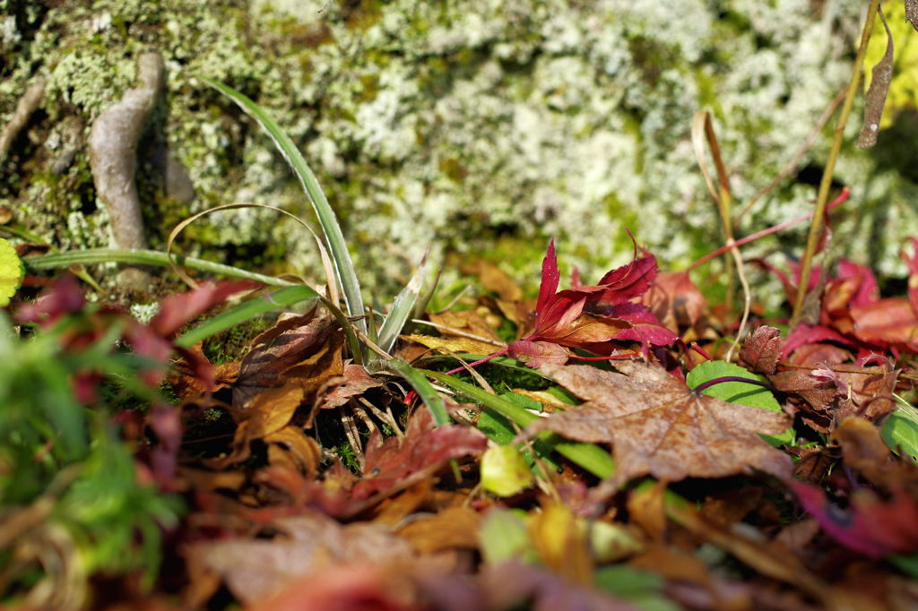 紅葉2