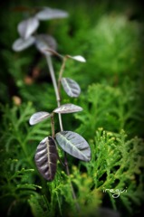 黒くたってキレイ･･･