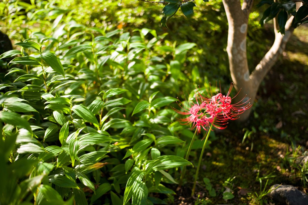 鎌倉散策、浄智寺、東経寺、八幡宮Ⅱ