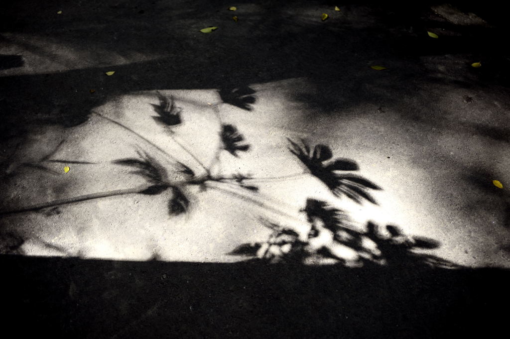 偶然見つけた影絵