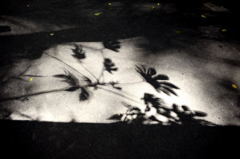 偶然見つけた影絵