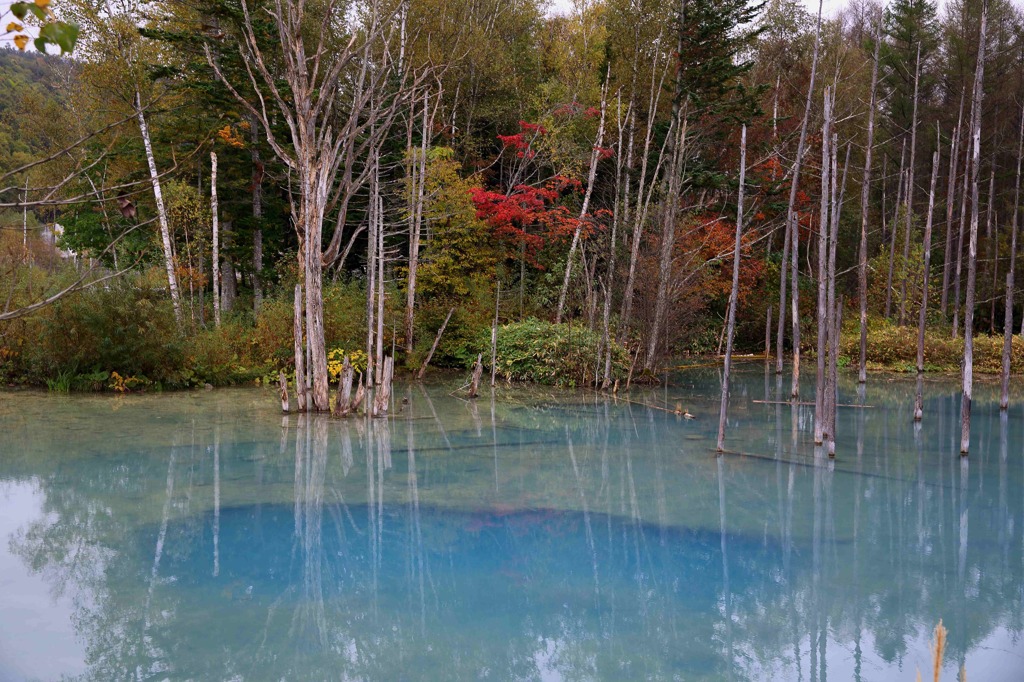 北海道・富良野・層雲峡・紅葉