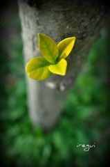 新しい季節です