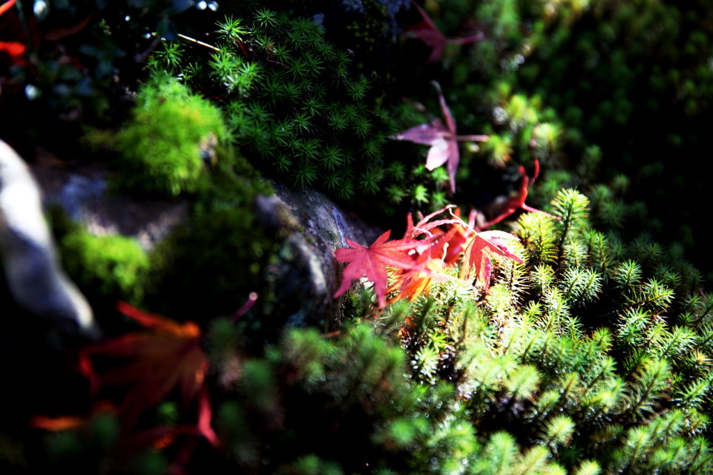 箱根美術館紅葉