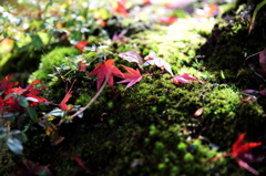 箱根美術館紅葉