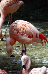 野毛山動物園５