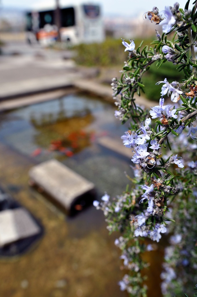 周回バスと金魚