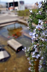 周回バスと金魚