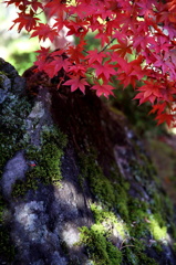 箱根美術館紅葉