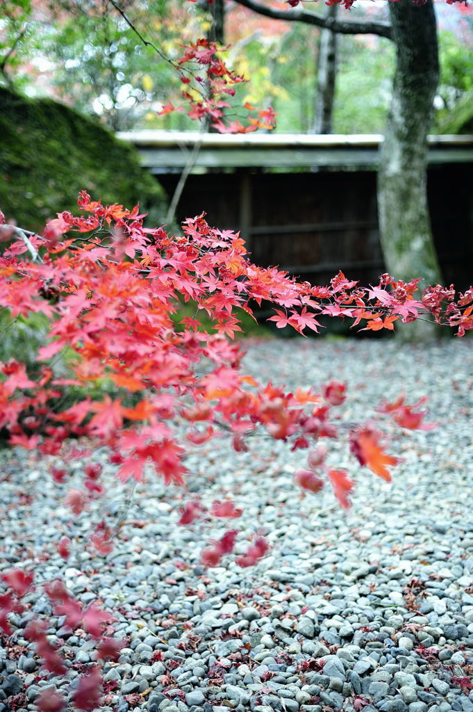 紅葉15