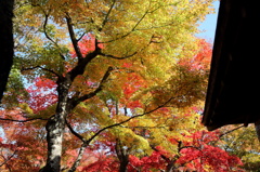 箱根美術館紅葉