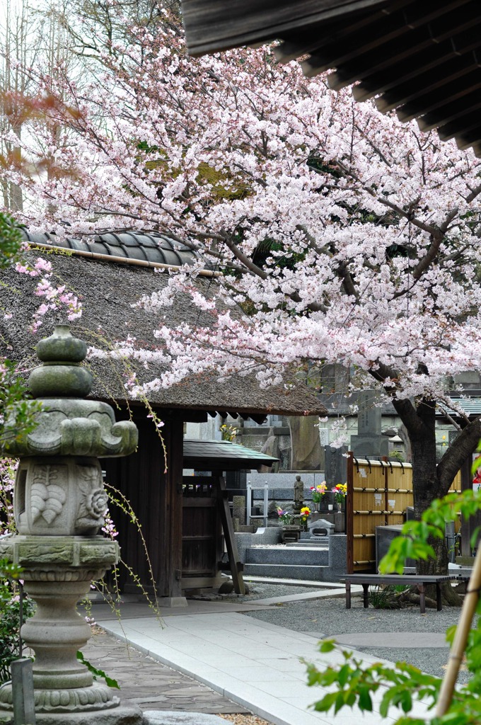 よく行くお寺のサクラ　満開！