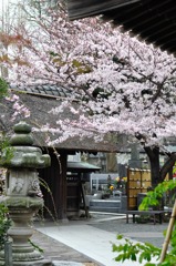 よく行くお寺のサクラ　満開！